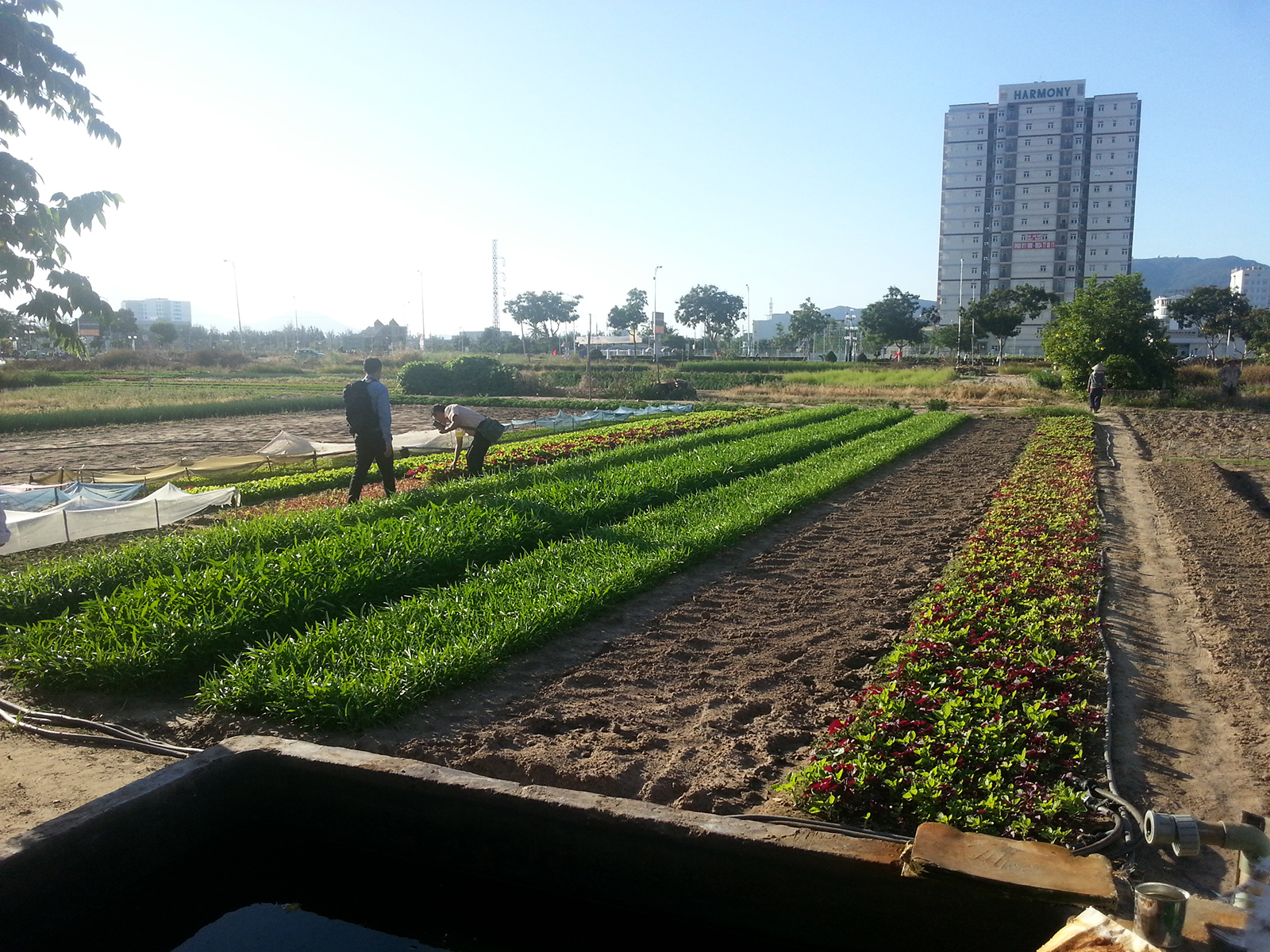 Wastewater to irrigate, fertilize, and generate energy