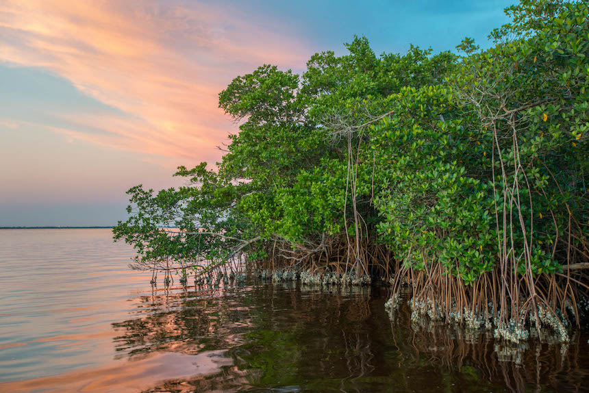 Protective Value of Mangroves for Coastlines